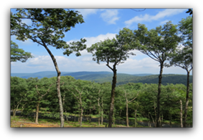 Heavily Forested Steep Slopes