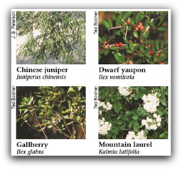 High Flammability Shrubs