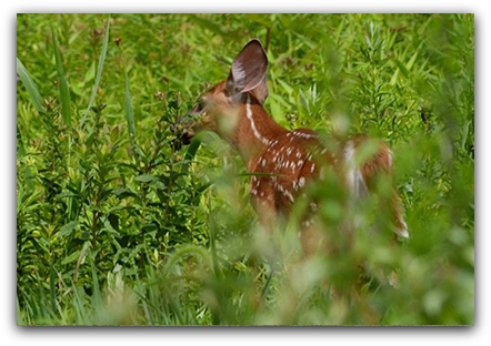 Fawn Fawn