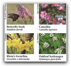 Low Flammability Shrubs